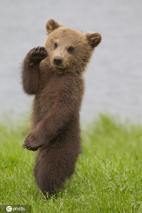 奶萌本萌 那些动物小宝贝，一定在吃可爱